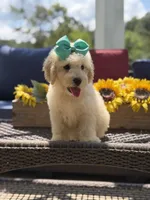 Bess, a female Miniature Goldendoodle for sale in Mayfield, KY – 6 of 10