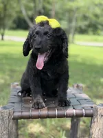 Gina, a female Miniature Bernedoodle for sale in Mayfield, KY – 5 of 10