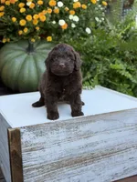 Edger, a male Miniature Aussiedoodle for sale in Mayfield, KY – 7 of 8