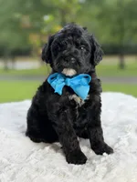 Carson , a male Miniature Goldendoodle for sale in Mayfield, KY – 3 of 9