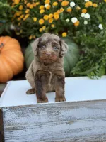 Eli, a male Miniature Aussiedoodle for sale in Mayfield, KY – 7 of 10