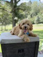 Bucky, a male Miniature Goldendoodle for sale in Mayfield, KY – 10 of 10