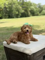 Wiggles, a female Miniature Goldendoodle for sale in Mayfield, KY – 7 of 10