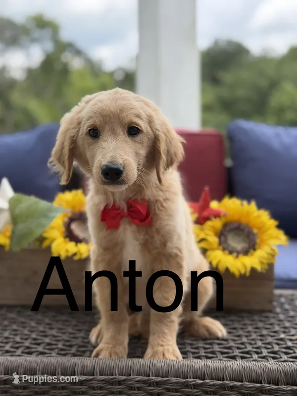 Anton  – Miniature Goldendoodle puppy for sale in Mayfield, KY