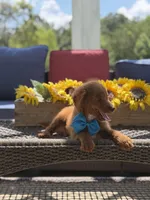 Boo, a male Miniature Goldendoodle for sale in Mayfield, KY – 10 of 10
