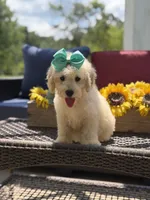 Bess, a female Miniature Goldendoodle for sale in Mayfield, KY – 9 of 10