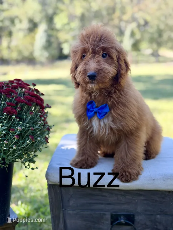 Buzz – Miniature Goldendoodle puppy for sale in Mayfield, KY