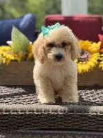 Airel, a female Miniature Goldendoodle for sale in Mayfield, KY – 9 of 10