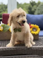 Austin, a male Miniature Goldendoodle for sale in Mayfield, KY – 4 of 10