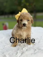 Charlie, a female Miniature Goldendoodle for sale in Mayfield, KY – 1 of 10