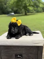 Gina, a female Miniature Bernedoodle for sale in Mayfield, KY – 9 of 9