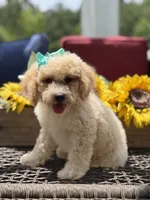 Airel, a female Miniature Goldendoodle for sale in Mayfield, KY – 8 of 10