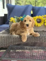 Daisy , a female Goldendoodle for sale in Mayfield, KY – 8 of 10