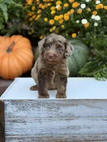 Eli, a male Miniature Aussiedoodle for sale in Mayfield, KY – 3 of 10