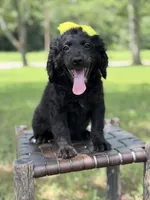 Gina, a female Miniature Bernedoodle for sale in Mayfield, KY – 6 of 10