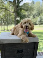 Bucky, a male Miniature Goldendoodle for sale in Mayfield, KY – 9 of 10