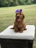 Whitney, a female Miniature Goldendoodle for sale in Mayfield, KY – 9 of 10