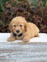 Legend, a male Miniature Goldendoodle for sale in Mayfield, KY – 10 of 10
