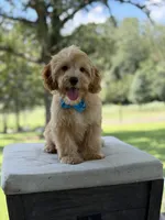 Bucky, a male Miniature Goldendoodle for sale in Mayfield, KY – 3 of 10