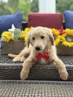 Anton , a male Miniature Goldendoodle for sale in Mayfield, KY – 6 of 10