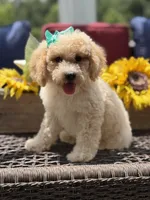 Airel, a female Miniature Goldendoodle for sale in Mayfield, KY – 7 of 10