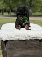 Teddy , a male Miniature Goldendoodle for sale in Mayfield, KY – Photo 6 of 10