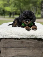 Teddy , a male Miniature Goldendoodle for sale in Mayfield, KY – Photo 9 of 10