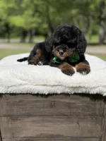 Teddy , a male Miniature Goldendoodle for sale in Mayfield, KY – Photo 10 of 10