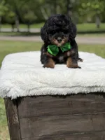 Teddy , a male Miniature Goldendoodle for sale in Mayfield, KY – Photo 5 of 10