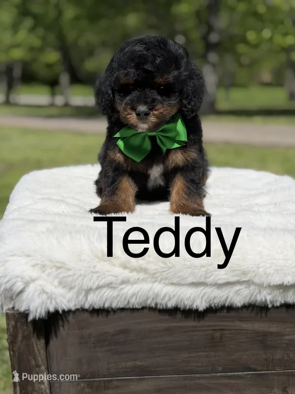 Teddy  – Miniature Goldendoodle puppy for sale in Mayfield, KY