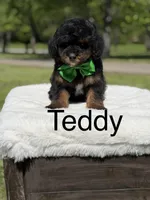 Teddy , a male Miniature Goldendoodle for sale in Mayfield, KY – Photo 1 of 10