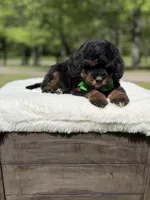 Teddy , a male Miniature Goldendoodle for sale in Mayfield, KY – Photo 8 of 10