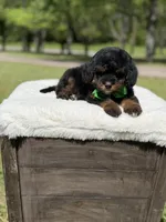 Teddy , a male Miniature Goldendoodle for sale in Mayfield, KY – Photo 7 of 10