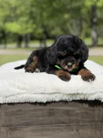 Teddy , a male Miniature Goldendoodle for sale in Mayfield, KY – Photo 3 of 10