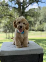 Bucky, a male Miniature Goldendoodle for sale in Mayfield, KY – 6 of 10