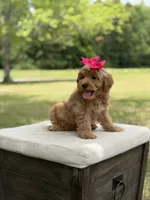 Winnie , a female Miniature Goldendoodle for sale in Mayfield, KY – 5 of 10