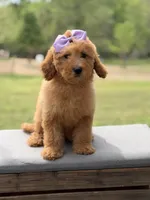 Alice , a female Miniature Goldendoodle for sale in Mayfield, KY – Photo 4 of 10