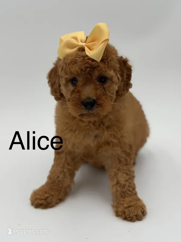 Alice  – Miniature Goldendoodle puppy for sale in Mayfield, KY