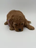 Alice , a female Miniature Goldendoodle for sale in Mayfield, KY – Photo 6 of 10