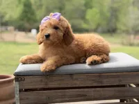 Alice , a female Miniature Goldendoodle for sale in Mayfield, KY – Photo 9 of 10