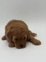 Alice , a female Miniature Goldendoodle for sale in Mayfield, KY – Photo 2 of 10