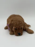 Alice , a female Miniature Goldendoodle for sale in Mayfield, KY – Photo 10 of 10