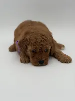 Alice , a female Miniature Goldendoodle for sale in Mayfield, KY – Photo 4 of 10