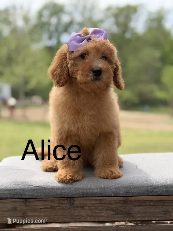 Alice  – Miniature Goldendoodle puppy for sale in Mayfield, KY