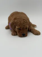 Alice , a female Miniature Goldendoodle for sale in Mayfield, KY – Photo 5 of 10
