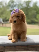 Alice , a female Miniature Goldendoodle for sale in Mayfield, KY – Photo 2 of 10