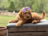 Alice , a female Miniature Goldendoodle for sale in Mayfield, KY – Photo 5 of 10