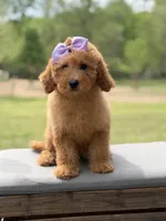 Alice , a female Miniature Goldendoodle for sale in Mayfield, KY – Photo 3 of 10