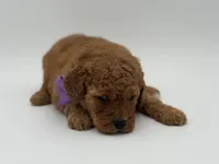 Alice , a female Miniature Goldendoodle for sale in Mayfield, KY – Photo 7 of 10