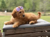 Alice , a female Miniature Goldendoodle for sale in Mayfield, KY – Photo 8 of 10